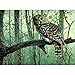 Produktbild JRSART Malen nach Zahlen für Erwachsene, Landschaft  Home Decor  Eule 40 x 50 cm  ohne Rahmen