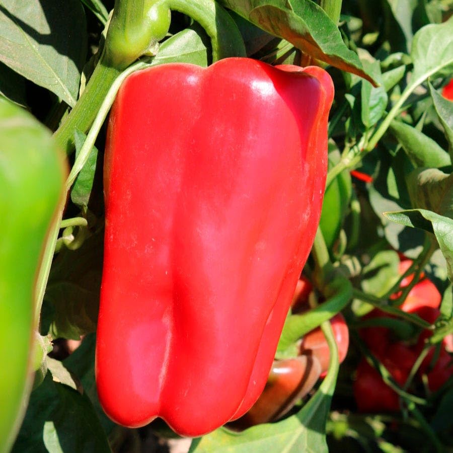 Park Seed Red Impact Hybrid Pepper Seeds – 2024 AAS National Winner, F1 Sweet Pepper with Huge 7-Inch 9-Ounce Fruits, Tall Upright Plants with Heavy Yields, Heat and Drought Tolerant, Pack of 15