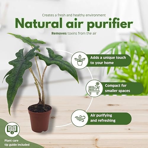 Miniatura 8 de BubbleBlooms Alocasia Jacklyn, Alocasia Tandurusa en maceta de 2 pulgadas