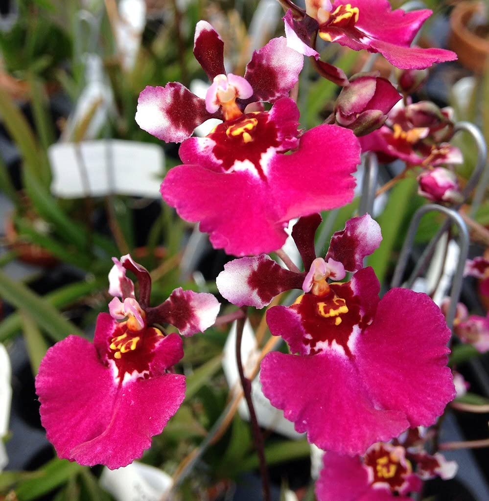 Green Paradise Tolumnia orchid plant (Red Color) (B095PHHWC9) Amazon Price History, Amazon Price Tracker