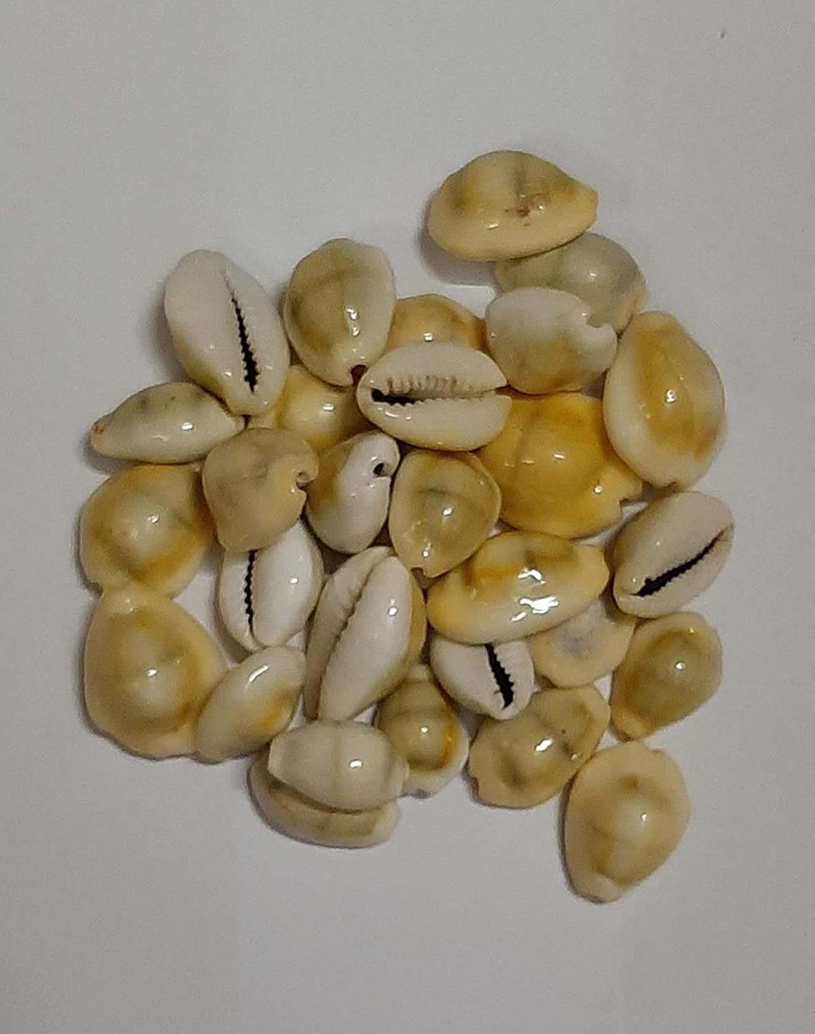 Trishakti Yellow Kaudi Peeli Cowrie Kawdi Kowdi for Diwali Laxmi Poojan (11 Pieces) Stoneware Yantra