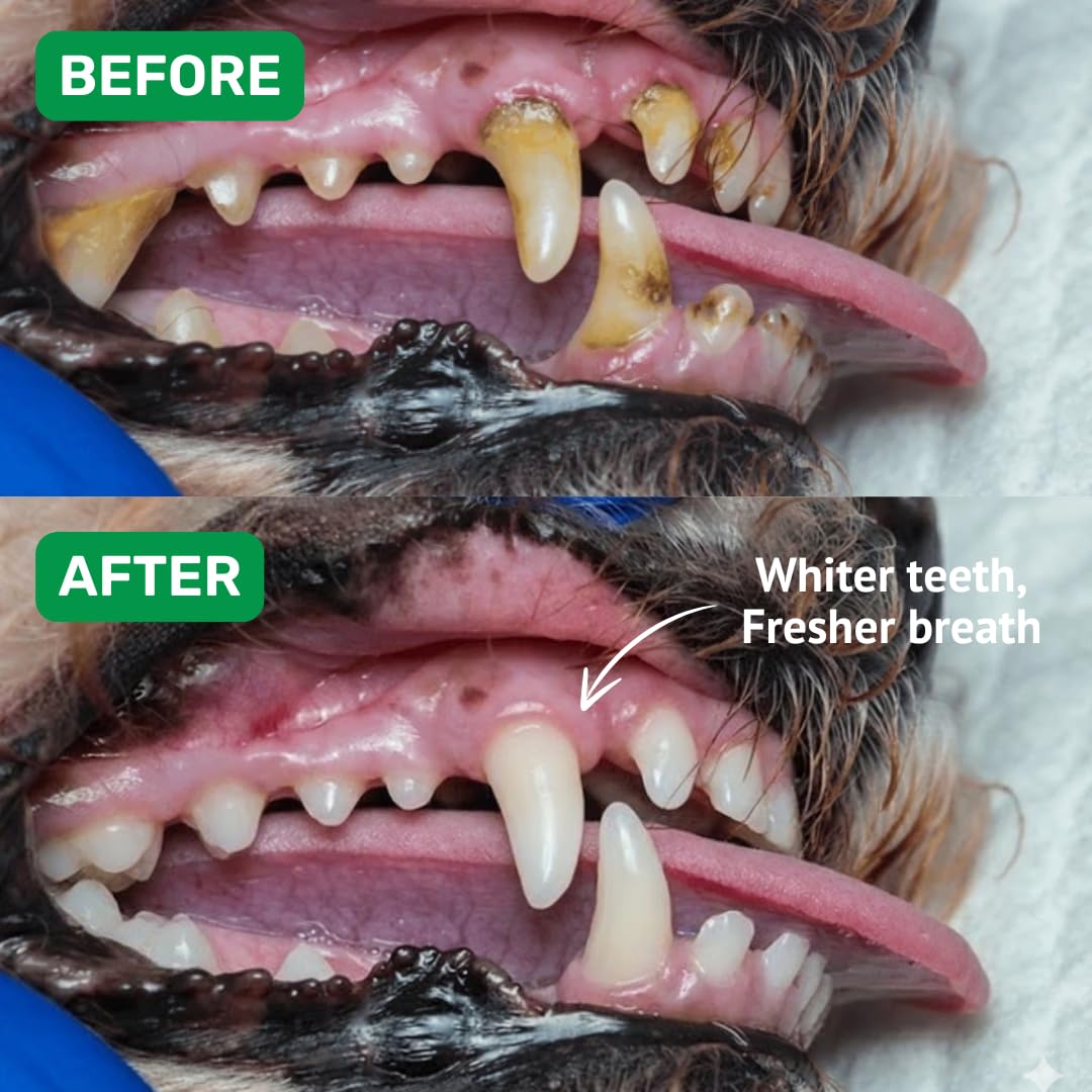 Absolut Pet Dental Powder for Dogs, Plaque, Tartar & Breath | 30 Servings