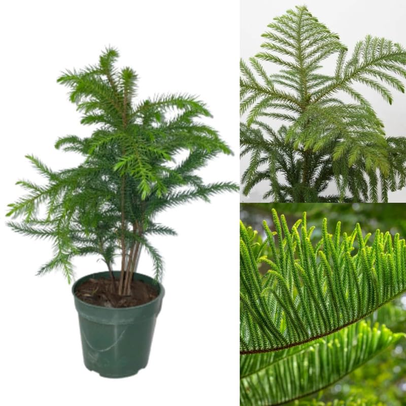 Xmas tree plant original | Araucaria Plant (Norfolk Island Pine) Holy X-Mas Tree Live Plant | Pack of 1 Big size-image-41