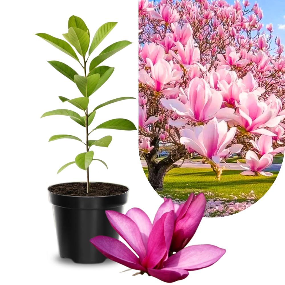 UIOTER Magnolia Plant Live 6 to 12 Inches Tall, in 2.5 Inches Pot, Jane Magnolia