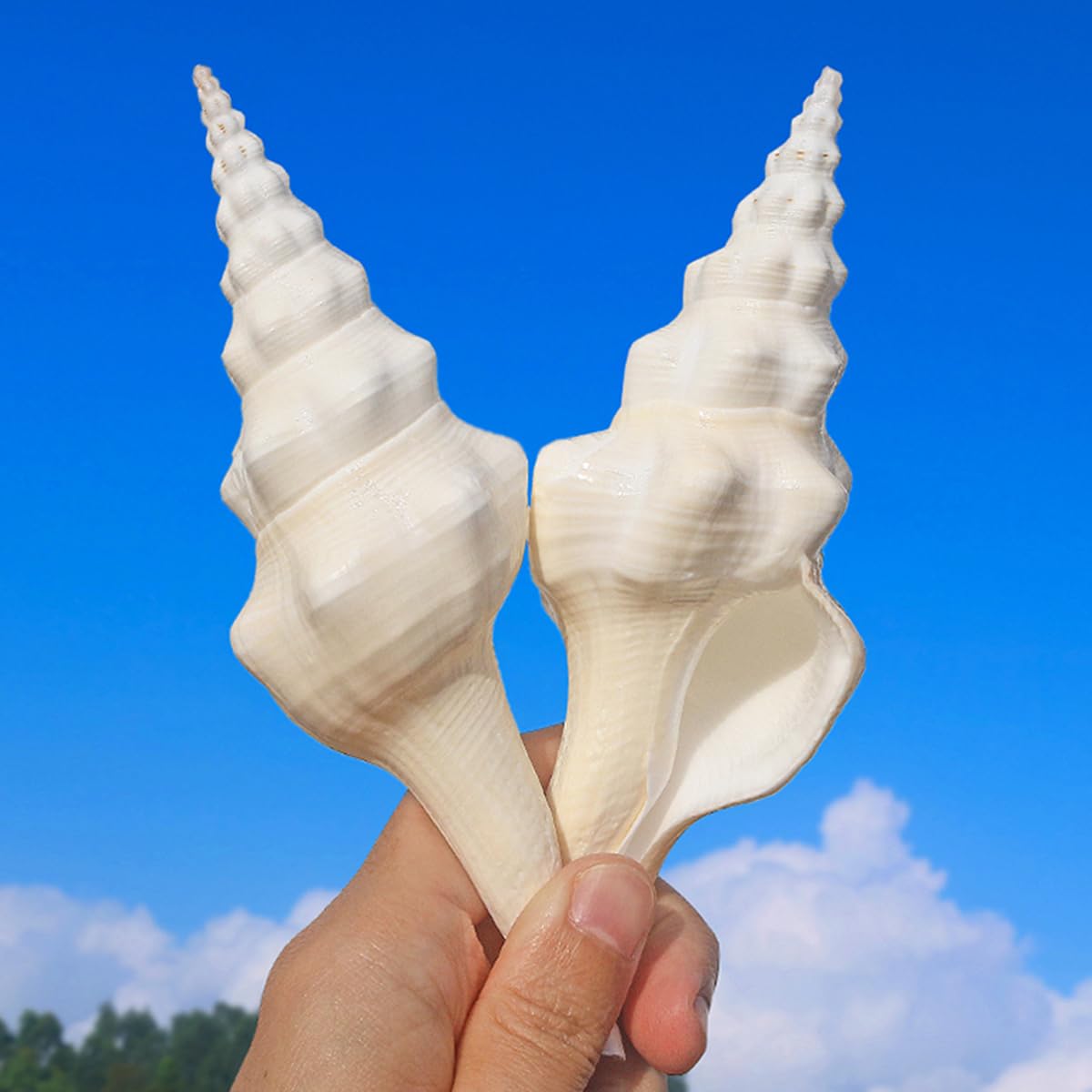 Muszle 2 szt. Duże muszle 13-14 cm Ocean Seashell do domu weselnego