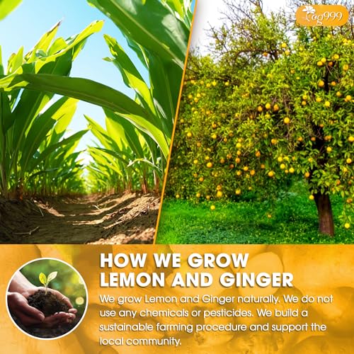Image of TOG999, Premium Lemon Ginger Tea Bags | 60 Tea Bags | Refreshing Herbal Blend with Bright Citrus & Warming Ginger | Naturally Caffeine-Free | 100% Plant-Based, Sustainably Sourced Herbal Tea