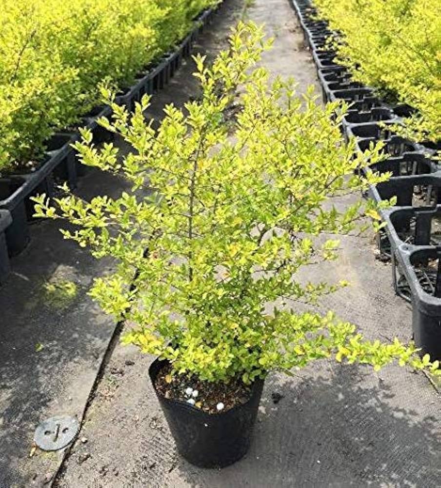 超々激レア松山 00 レモンヘッド 超々激レア松山 00 レモンヘッド 超々激レア松山 00 レモンヘッド