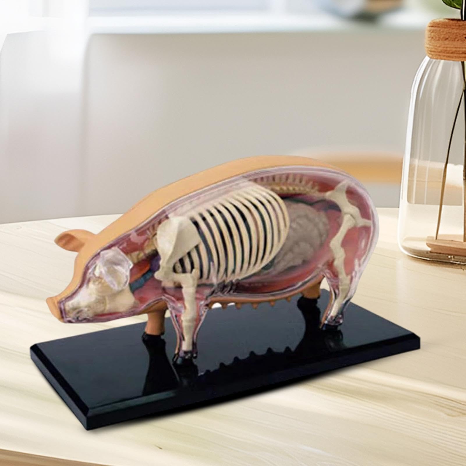 Modelo de Anatomía Animal Herramienta de Enseñanza para Cerdos | Herramienta Científica Juguete Demostración Biológica Material Didáctico De Biología Para Aulas Estudiantes Clínicas