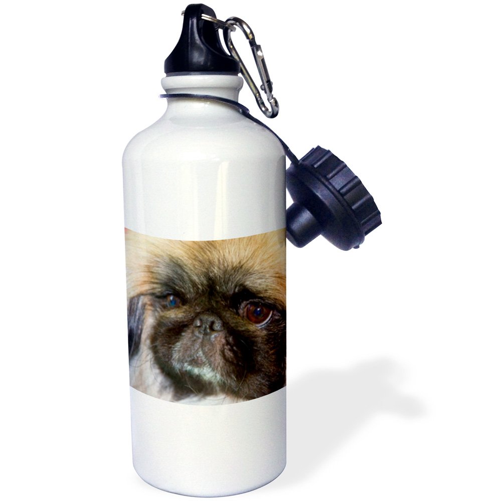 3dRose USA California Pekingese close up -Sports Water Bottle 21oz Multicolored