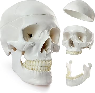 HADWYN 2026 New Human Skull Model, Life Size Medical Anatomy Anatomical Adult Model with Removable Skull Cap and Articulated Mandible, Full Set of Teeth