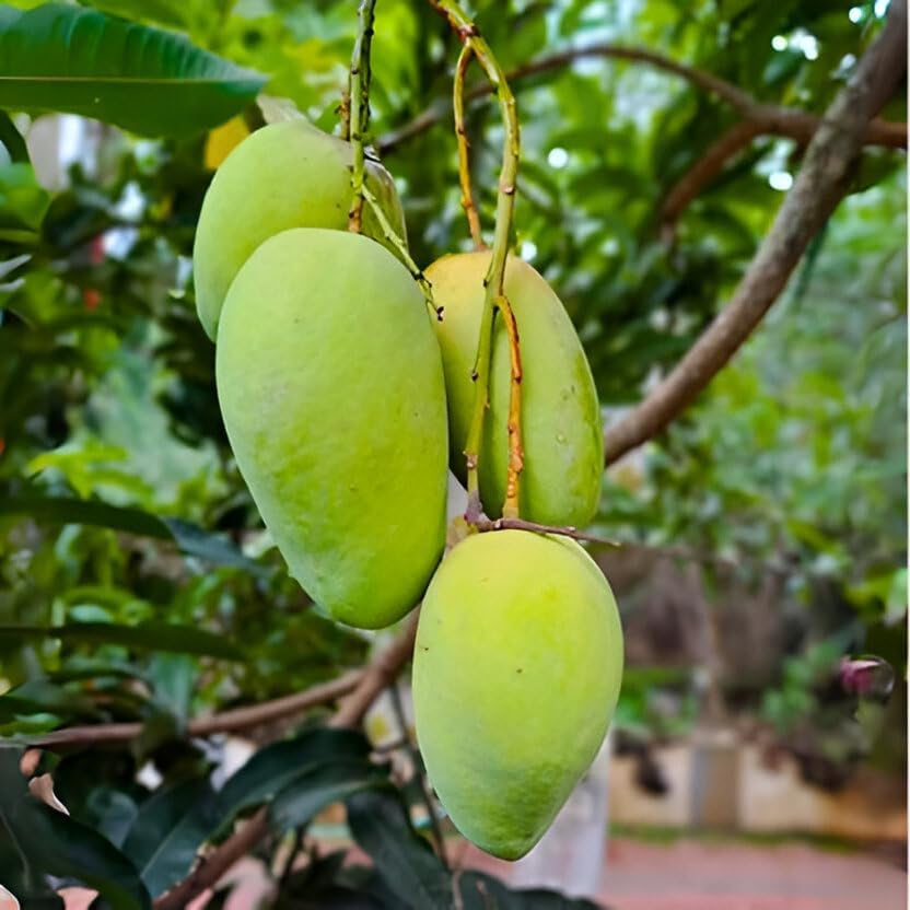 Image of Testy & Delicious Frash Green''Katimon Mango Fruit'' Tree Grafted Plant || For Home Garden Outdoor & Indoor plant.