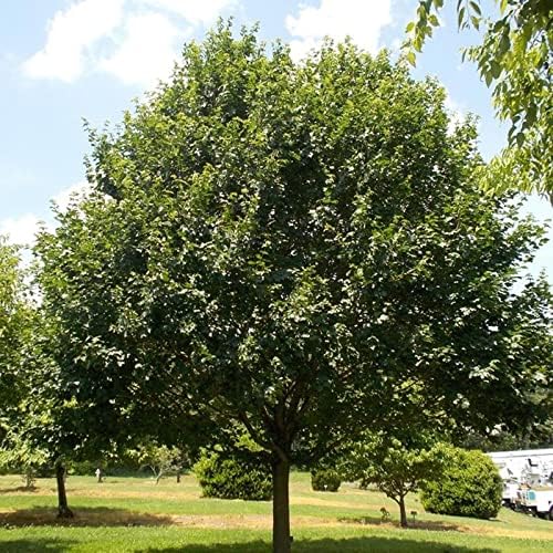 Miniatura 3 de Acer campestre d.w (arce de seto) de MySeeds.Co, elige la cantidad (4 onzas (2000 semillas))