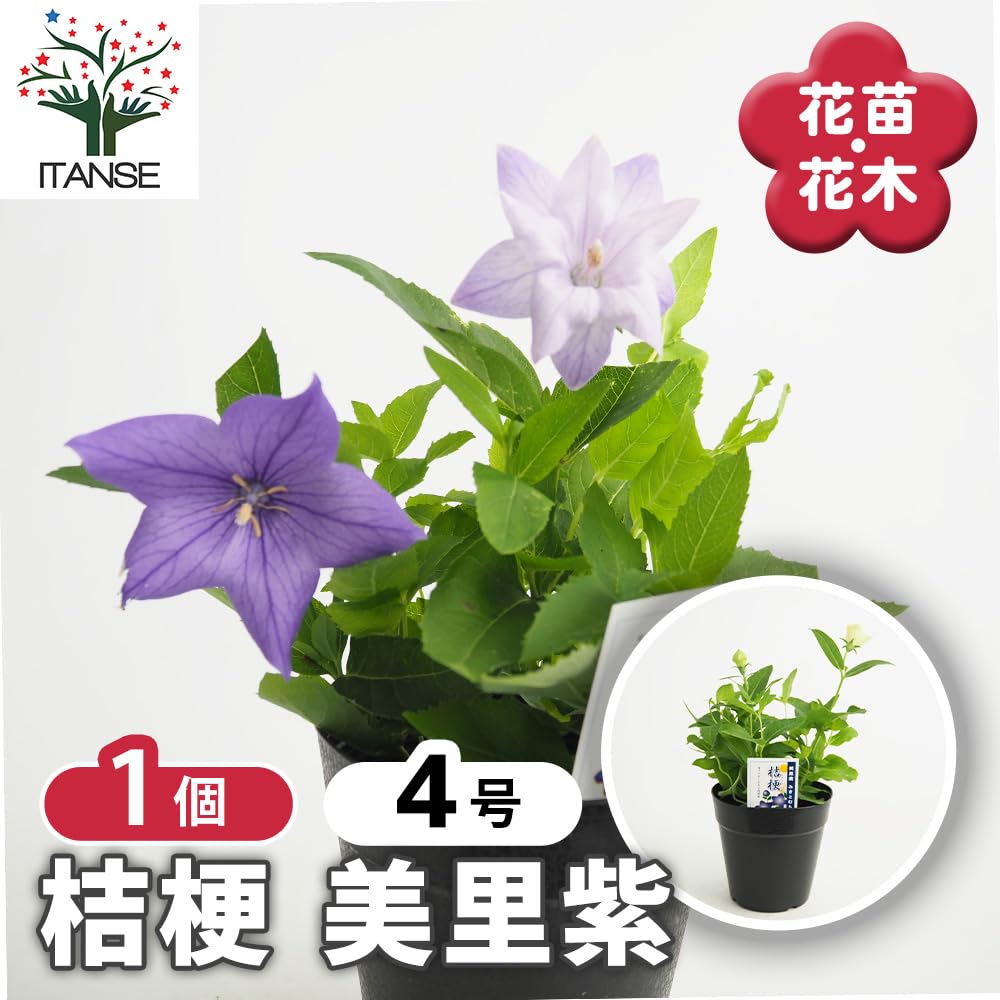 ★ 桔梗様 ★ 預購】TY天元1/6 桔梗破魔之箭犬夜叉玩具給庫