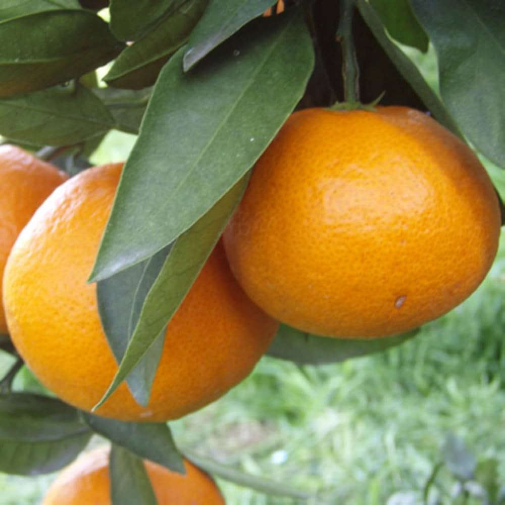 Amazon.co.jp: みかん 苗木 ゆら早生 13.5cmポット苗 ミカン 苗