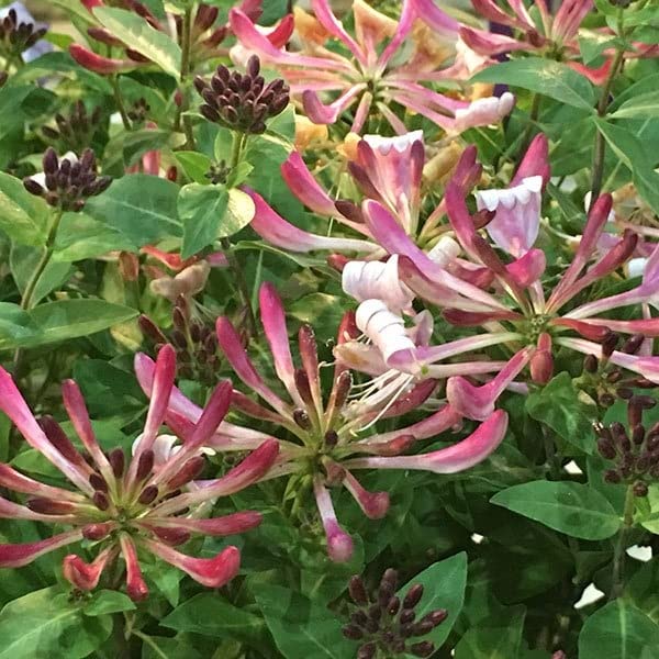 Plant Theory Honeysuckle Lonicera periclymenum Strawberries and Cream Burgundy Flowering Vine Climbing Plant 3L Pot