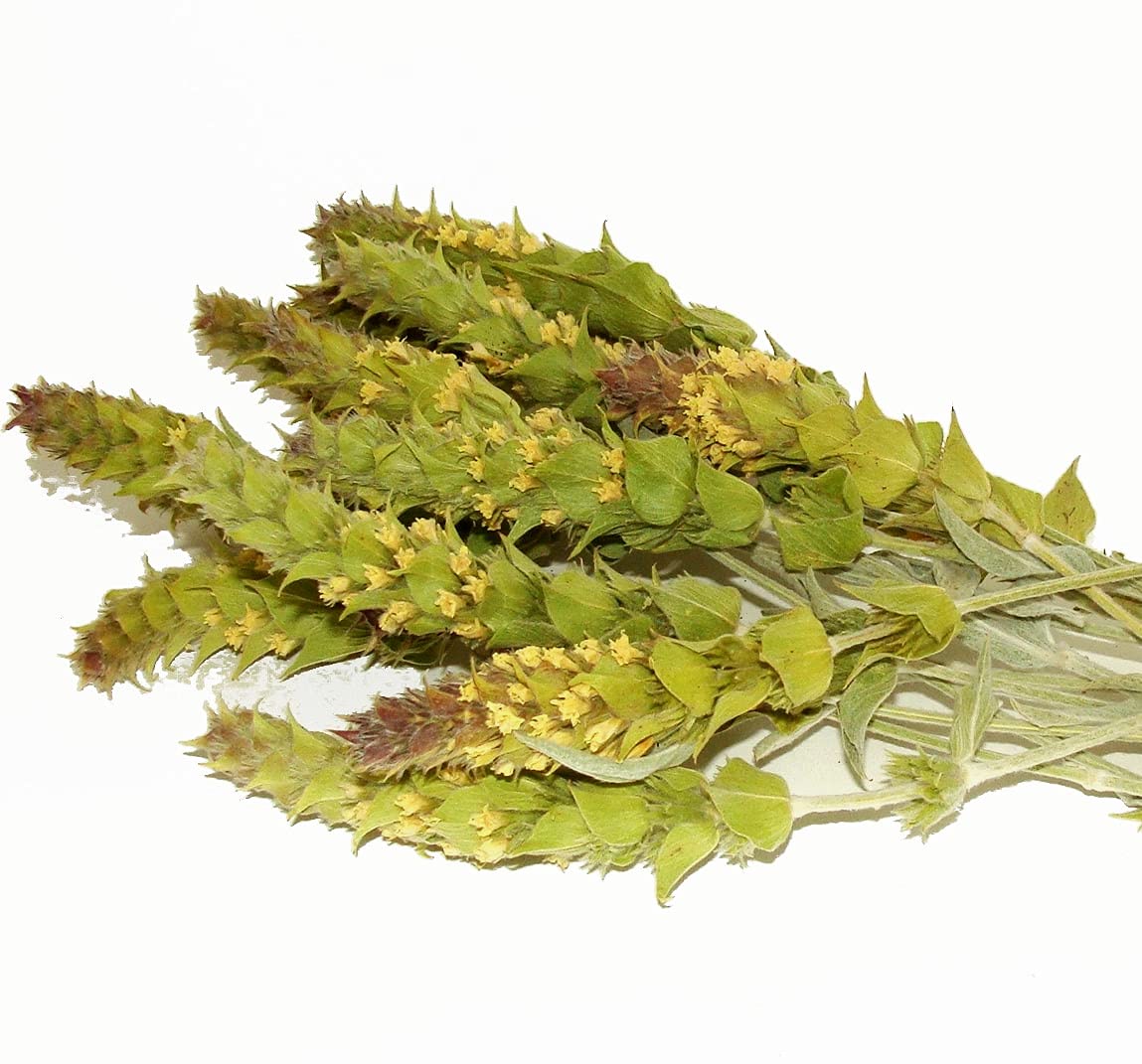 Greek Mountain Tea, Sideritis Scardica with Purple Tips, Fresh Harvest 2020, Healthy AND Delicious, 2 oz, Sustainable Farming, Herbal, Caffeine-Free, Antioxidant, Vegan, Gluten Free