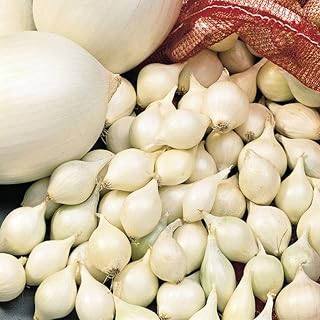 White Onion Sets - Flavorful Snow-White Flesh - Includes 80 Sets per Offer - Can't Ship to States of ID or WA