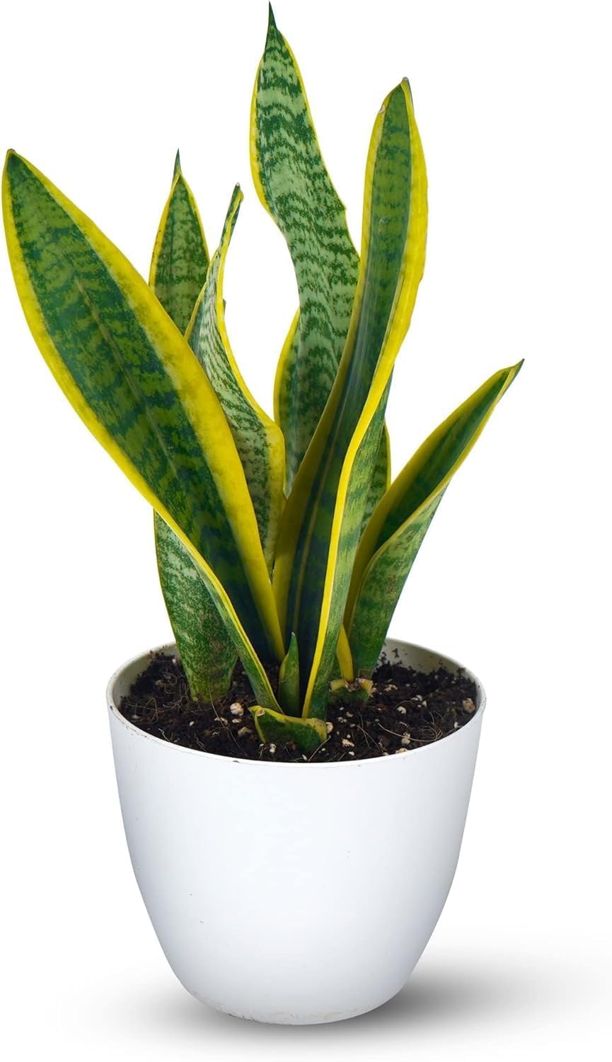 Tiger Skin Air Purifying Snake Plant Yellow Habanero Gold Sansevieria  Indoor Outdoor Decorative Plant Low Maintenance Drought Tolerant Shade  Resistant Houseplant Air Filter Perennial Plant: Buy Online at Best Price  in Egypt -