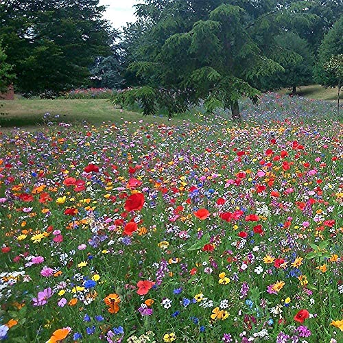 Mix 3 Wild Flower Seed Mix, 100g