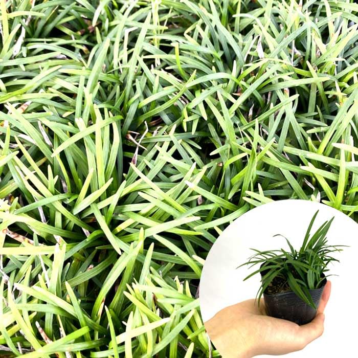 Birdstayさま専用。山採りクロモジとリュウノヒゲ。 Birdstayさま専用。山採りクロモジとリュウノヒゲ。