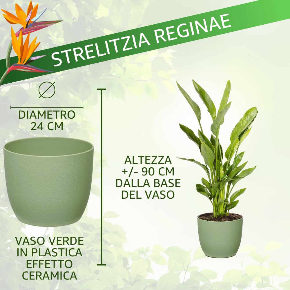 Strelitzia Reginae Uccello del Paradiso, Pianta Vera Decorativa, Vaso 24 cm, h 90 cm (Vaso Verde Salvia)
