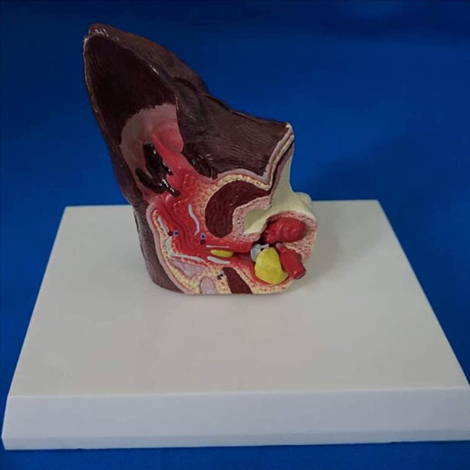 Model anatomiczny psa psa ucha biologia organów zwierząt pomoc edukacyjna i materiały edukacyjne dla studentów medycyny i nauki