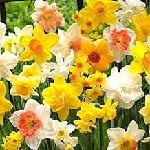 14 x Dwarf Daffodil Mixed Bulbs - Compact Free Flowering Perennial - Ideal for Beginner Gardener - Must Have - Fragrant & Attractive - for Your Beautiful Garden