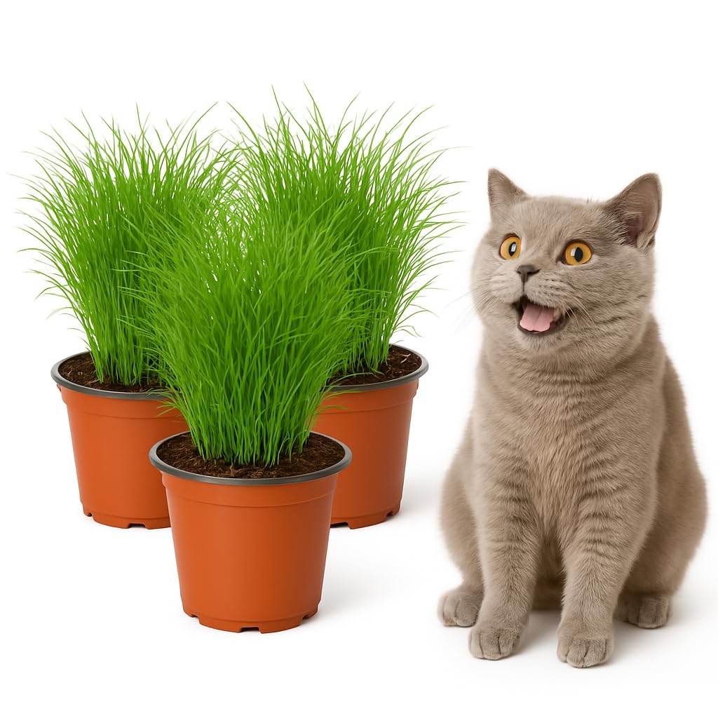 mgc24 Katzengras Cyperus zumula - Echtes Zyperngras im 12er Topf, fertig gewachsen ca. 20cm hoch - 3er Set