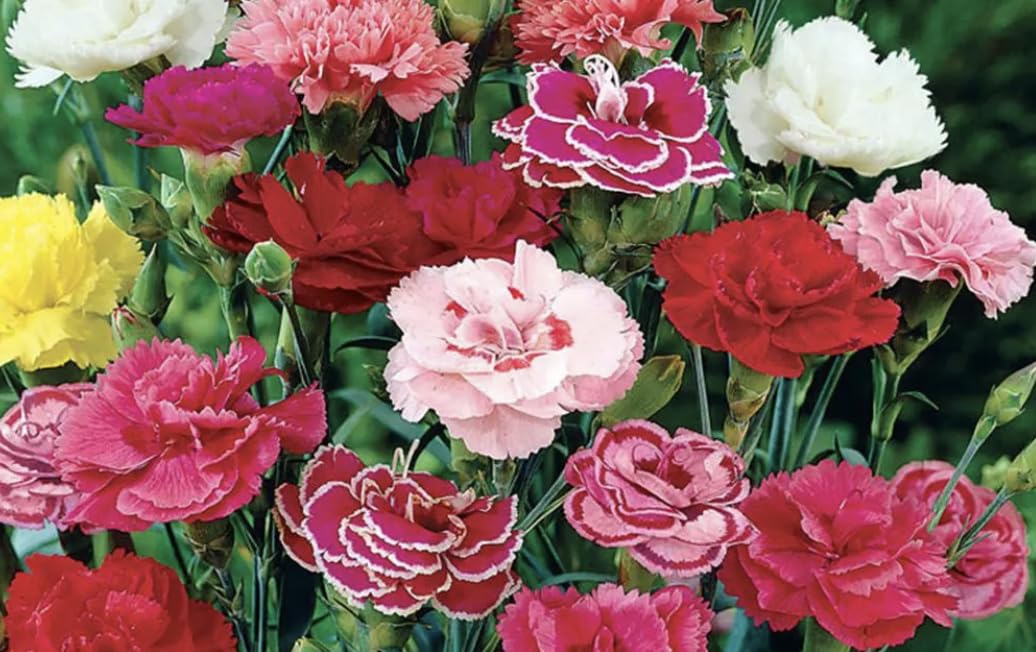 6 x Carnation Dianthus Mixed Large Flowers Hardy Perennial Plants, 6 x Plug Plants 2cm