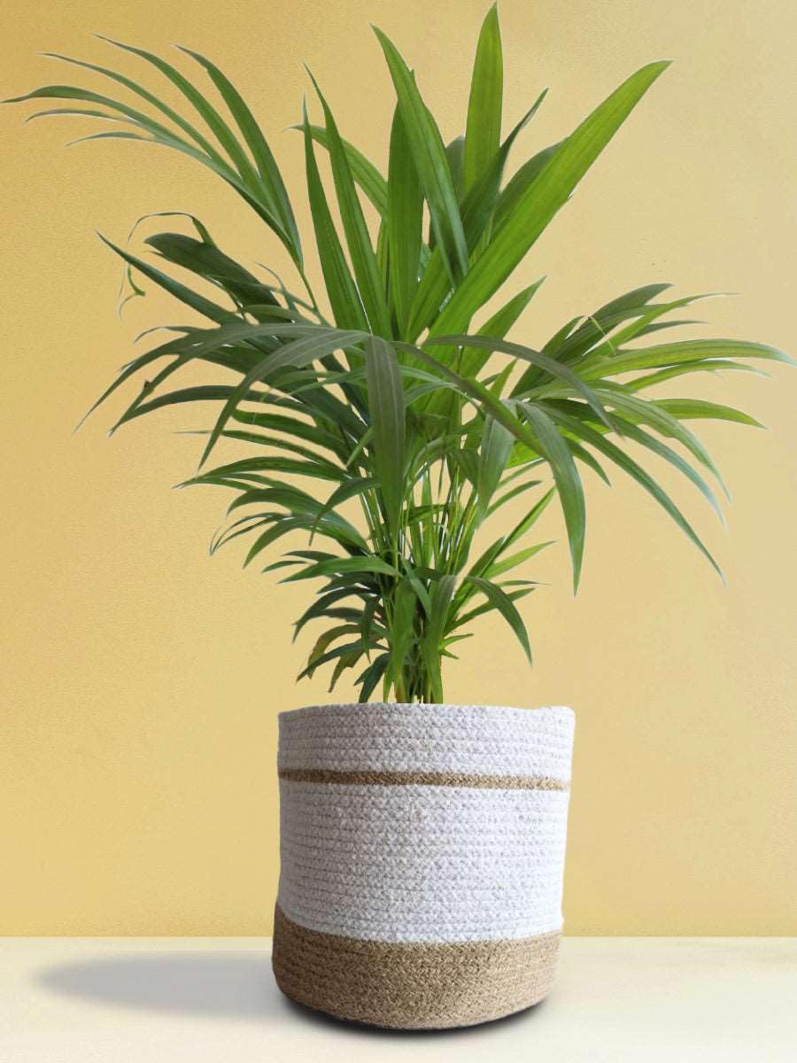 Oxygen giving indoor plants for living room,areca palm plant (Pack of 1 With Pot) (B0CQ8C27Z3) Amazon Price History, Amazon Price Tracker