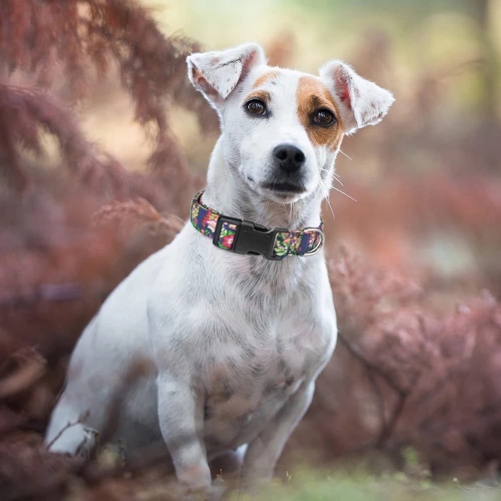 Moonpet Hundehalsband Bohemia Floral – Verstellbar, Weich, Für Welpen Bis Große Hunde