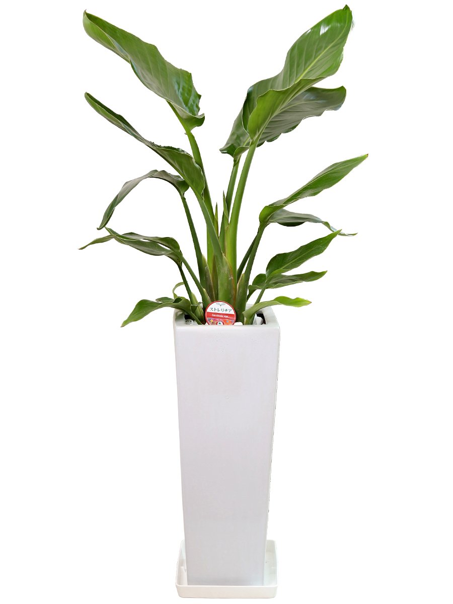 Amazon Co Jp 観葉植物 オーガスタ7号陶器鉢ロング 角 白 ホーム キッチン