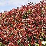 GardenersDream Red Robin Photinia in Pots - Outdoor Garden Ready Evergreen Plants - All Year Round Outdoor Plant - Colourful Christmas Berry Hedging Plant (9cm Pot, 5 Plants)