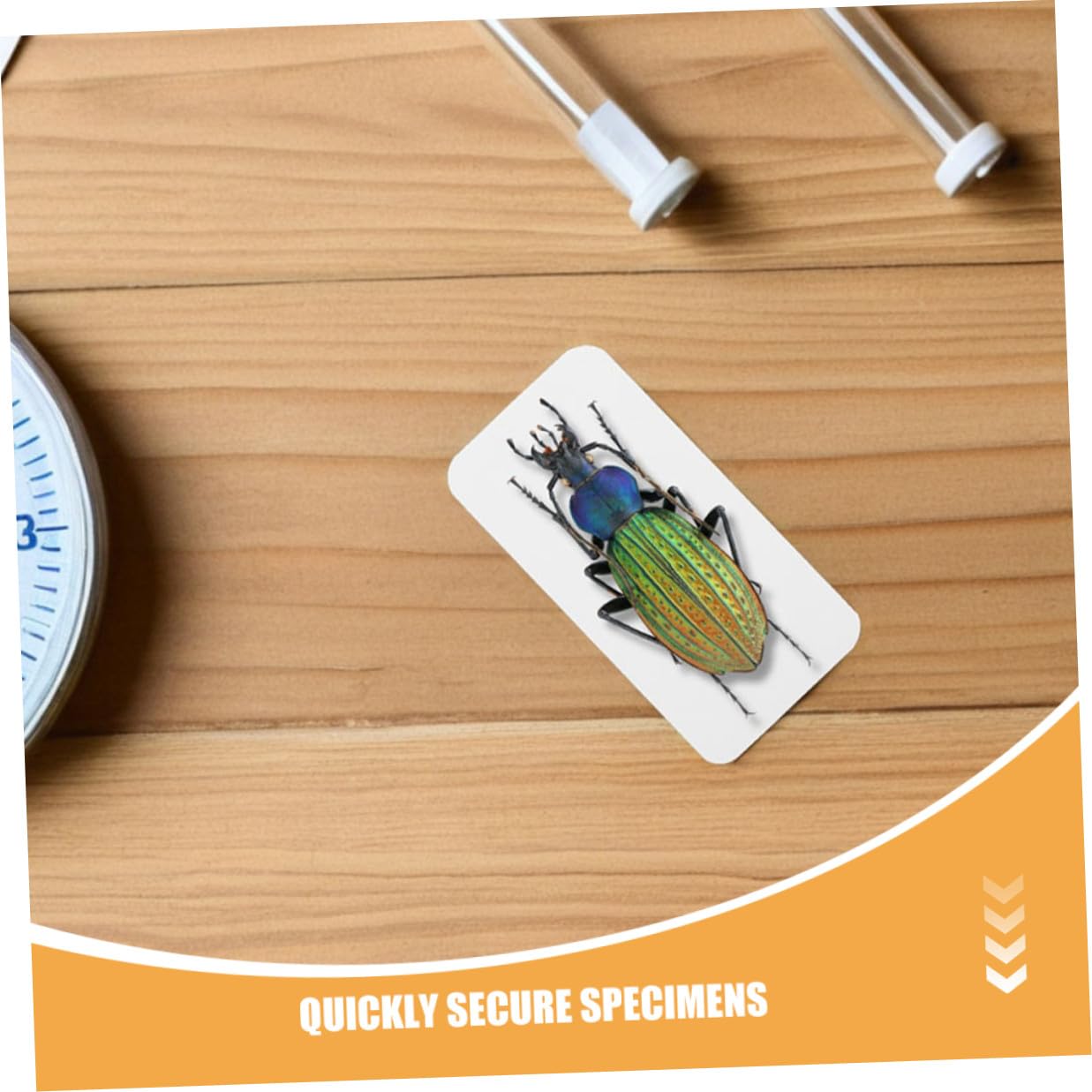 180pcs Insect Experiment Mounting Boards with Rounded Corners, Portable Butterfly Display Mats 50x25mm 65x25mm for Science Lab Specimen Spreading and Bug Collection