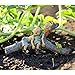 Top Collection Miniature Fairy & Terrarium Twin Garden Pixies Napping on Tree Log Statue, Small