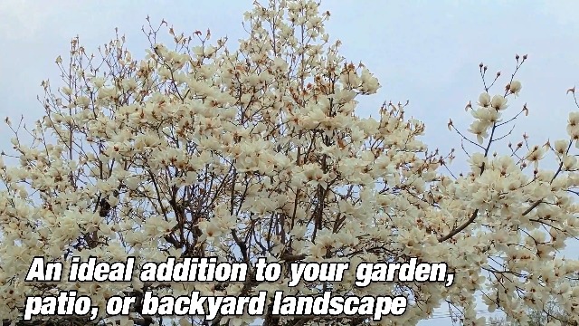 Amazon.com : Magnolia Plant Live, Sweetbay Magnolia Tree Live