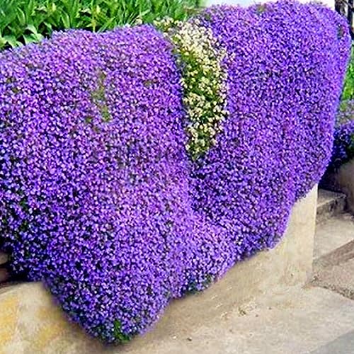100 Unids Jardín Tierra Perenne Arrastrándose Flor Planta Decoración Rock Cress Semillas para Plantar - Berro de Roca