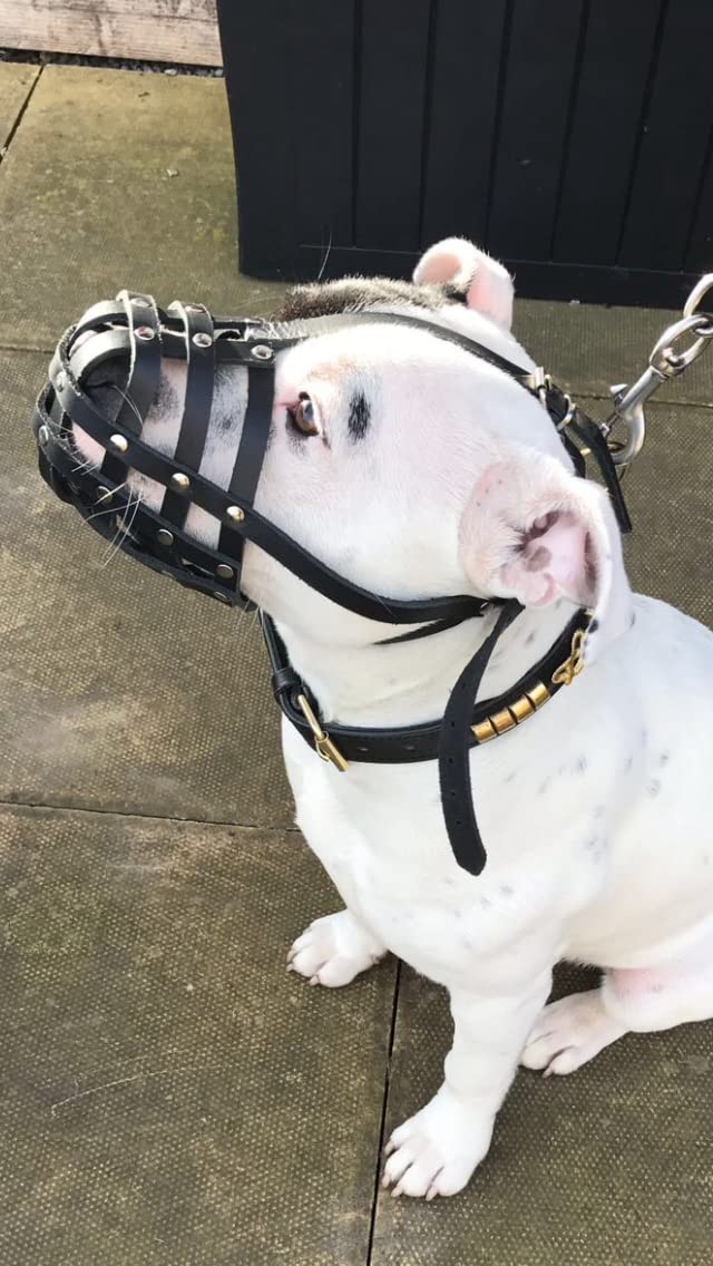 L&J Pets Uk Light Genuine leather Dog Muzzle for Staffordshire Bull Terrier Staffy, Staffie and others