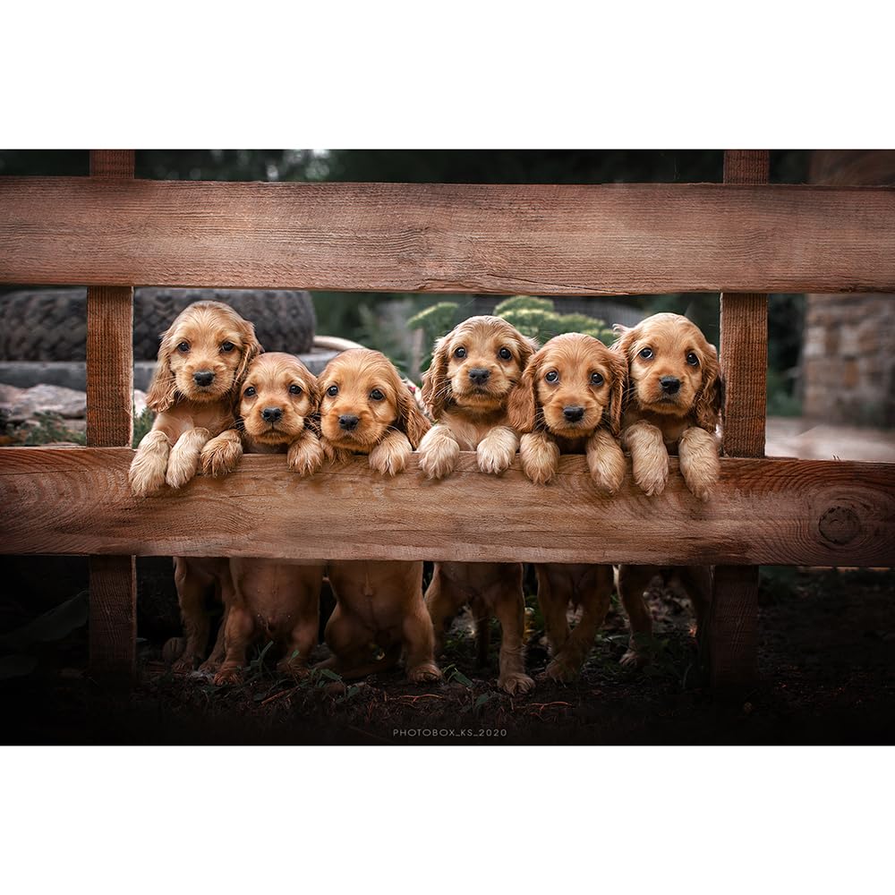 2000（100x70cm）‑Piece Adult Jigsaw Puzzle, Cocker Spaniel/Adult Stress‑Relief Puzzle, Classic Family Challenge Game & Toy Gift