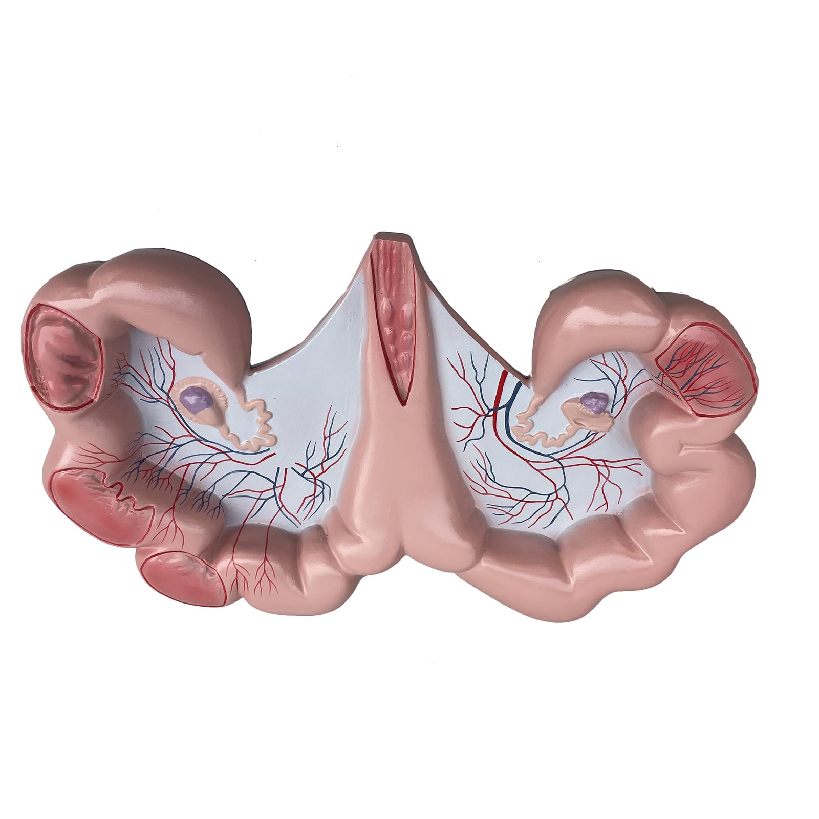 Yrqmgsf Red Pig Uterus Model Pig Vagina Anatomical Model Animal Reproductive Organ Model For Anatomy And Physiology Students
