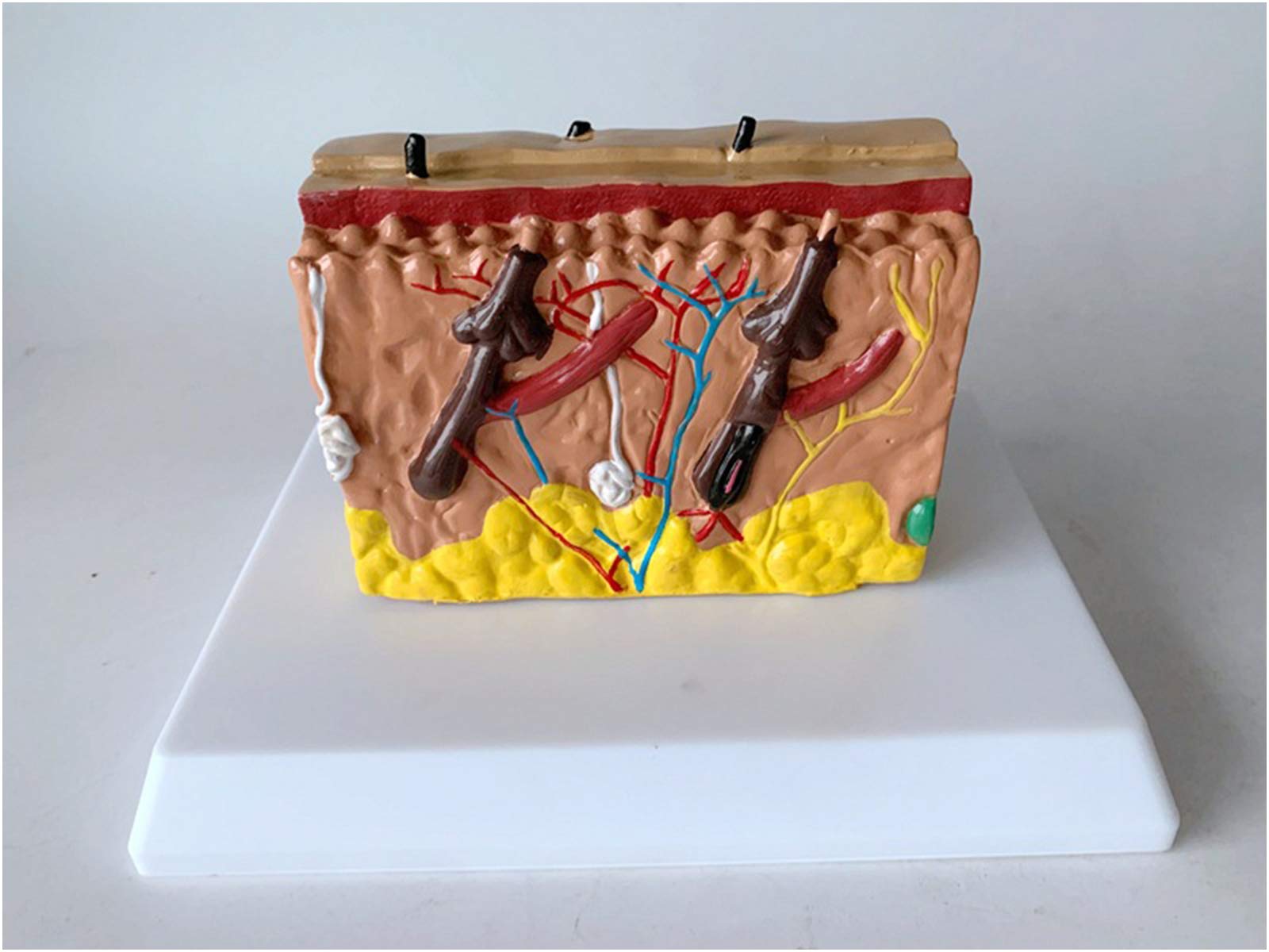 sjdoPulse Skin Structure Model - Enlarged Skin Anatomy Model - Skin Tissue Model for Education - Hair Skin Growth Process Demonstration Model - for Study Teaching (A)