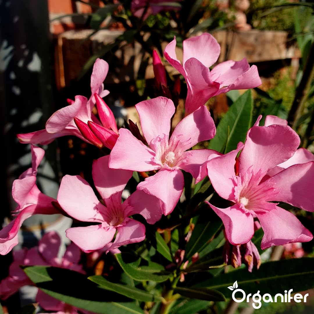 Engrais Liquide Pour Laurier-rose - 10L - NPK 2-1-8 | Feuilles Saines Et Floraison Abondante - Stimule Racines Et Vitalité - Organifer