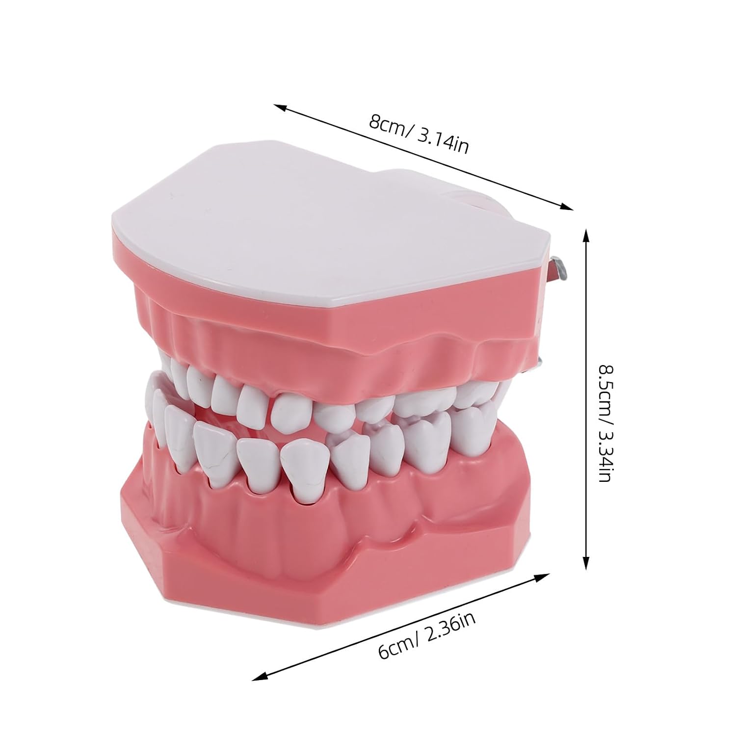 Generic Typodont Demonstration Model for Teaching - Standard Teeth Educational Prop - Dental Supplies for Students Study Tooth Cleaning Instruction