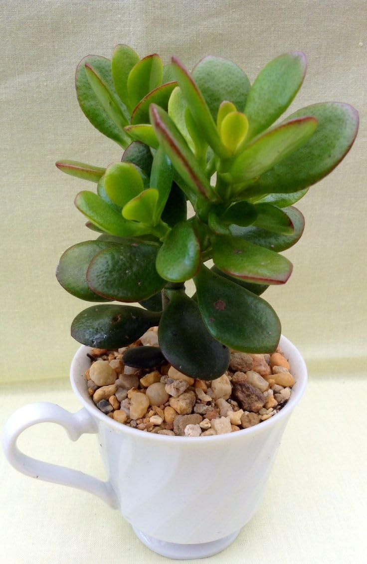 Jade Plant Low-Maintenance Succulent for Home Decor, Office Desk, Good Luck Feng Shui Plant-picture-53