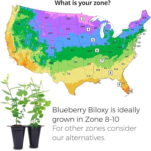 Miniatura 5 de Blueberry Plant "O'Neal" Set de 4 plantas vivas para principiantes