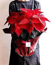 [Florist Sekido in Hadano City] Bright Red Poinsettia (Supervised by the Prime Minister's Award Winning Designer, Wrapped, Winter Gift, Christmas Gift, Birthday, Wedding Anniversary, Celebration)