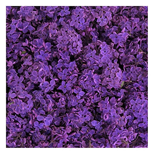 Pétalos lila preservados liofilizados morado profundo 15 tazas miniatura 1