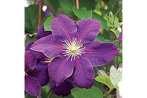Vibrant Clematis: Enhance Your Garden with Perennial Purple Blooms