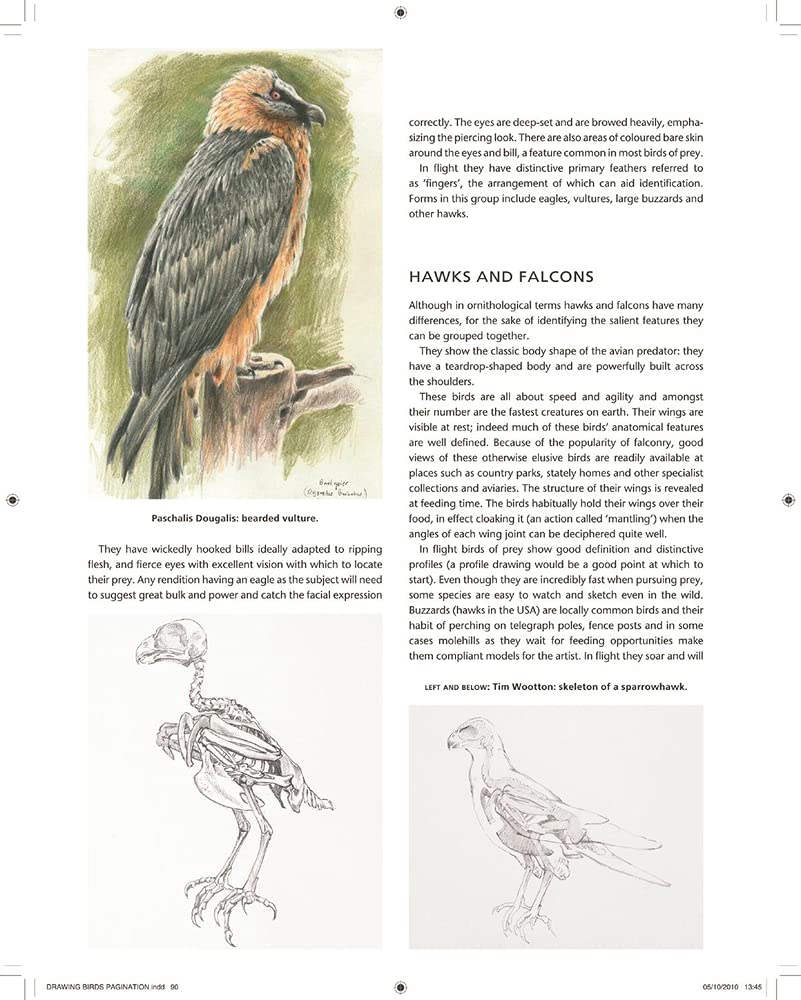 Drawing and Painting Birds
