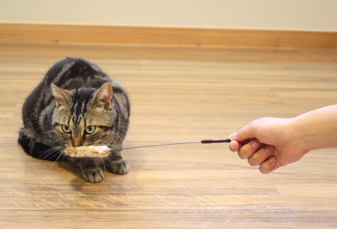 じゃれねこ『2月☆⑧たんぽぽ×イエロー』 Amazon | キャティーマン (CattyMan) じゃれ猫 猫のお遊び草 2本セット
